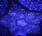 Starry Sky Projector – Four Seasons Star Night Light